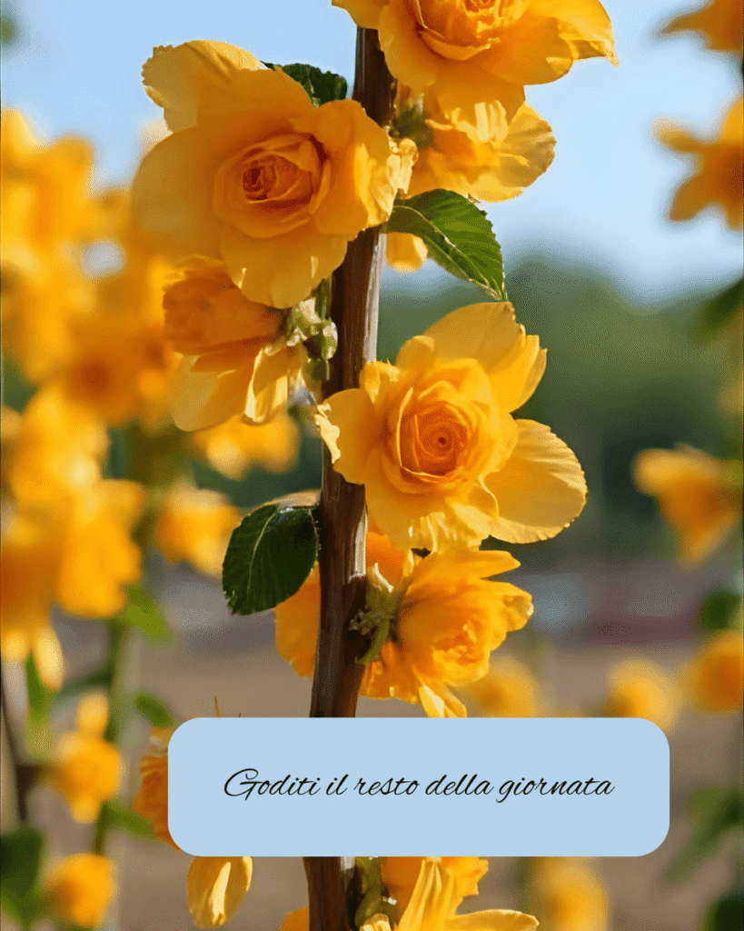 primo-piano-di-rose-gialle-in-fiore-su-sfondo-naturale-con-messaggio-goditi-il-resto-della-giornata-che-esprime-positività-e-serenità