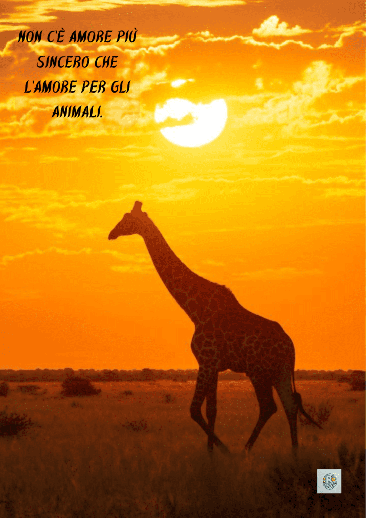 Una giraffa in controluce al tramonto, a simboleggiare la purezza e la bellezza della fauna selvatica e a celebrare l'amore per gli animali