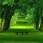viale-alberato-passeggiata-nel-verde-panchina-nella-natura